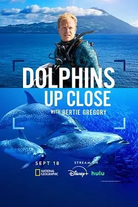 潜入深蓝：摄影师贝尔蒂与海豚的零距离奇遇，一场视觉盛宴！